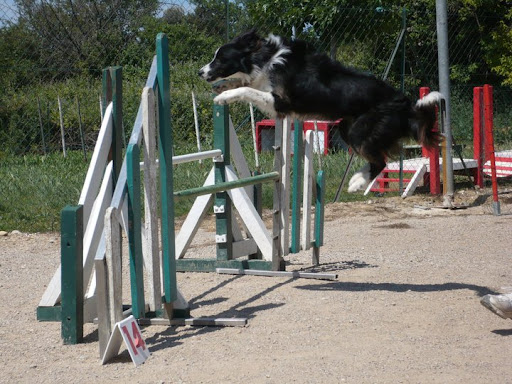 Les progrès de Fly en agility - Page 7 Fly002