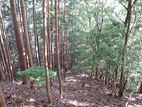 予定尾根に合流（下からテープと踏み跡が・・・）