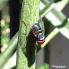 Bluebottle fly