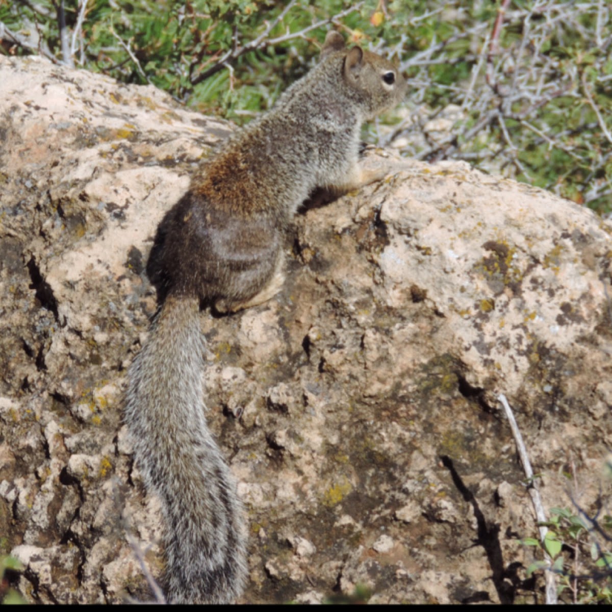 Rock Squirrel