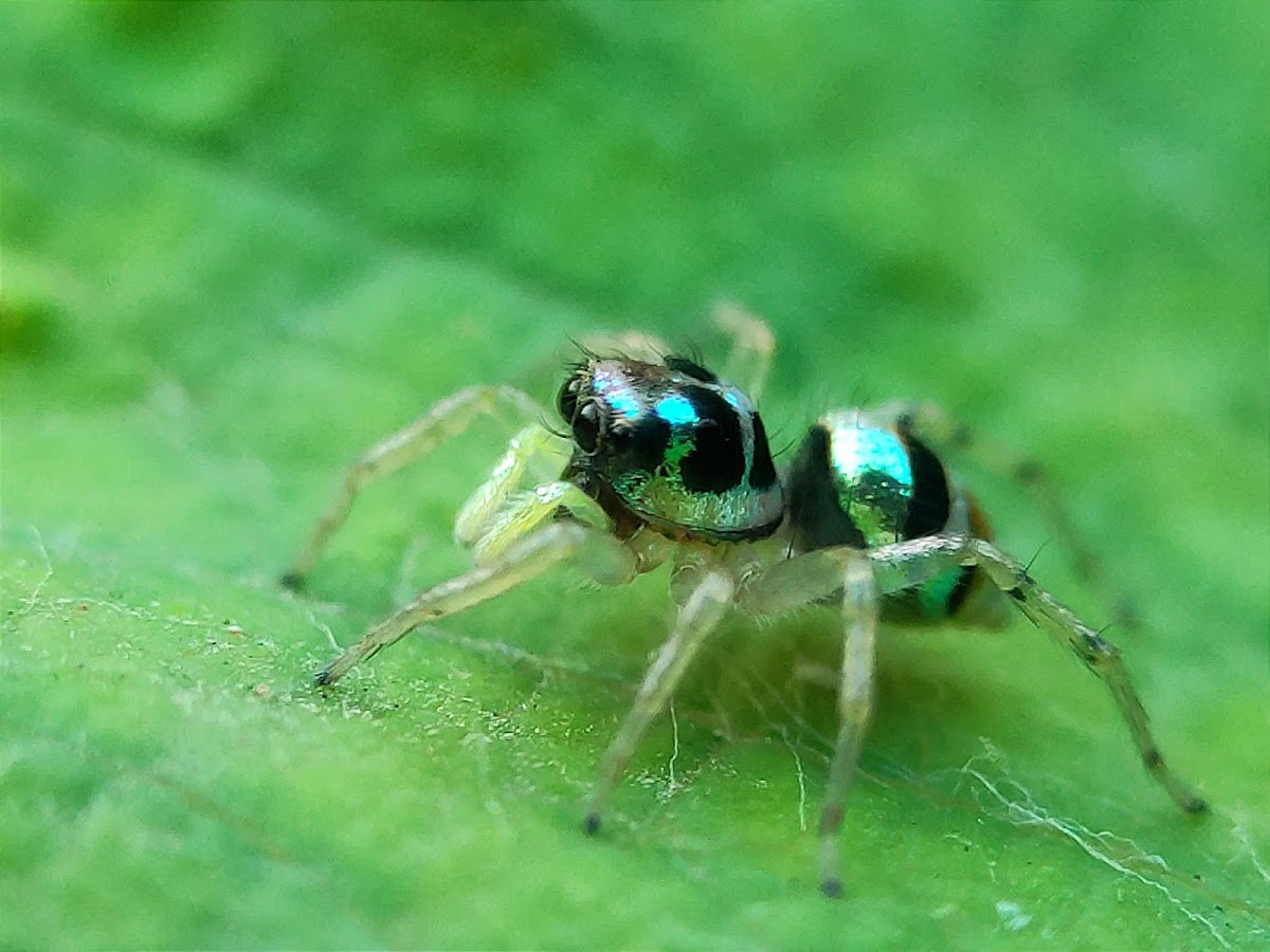 Banded phintella