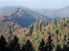 Forêt Noire