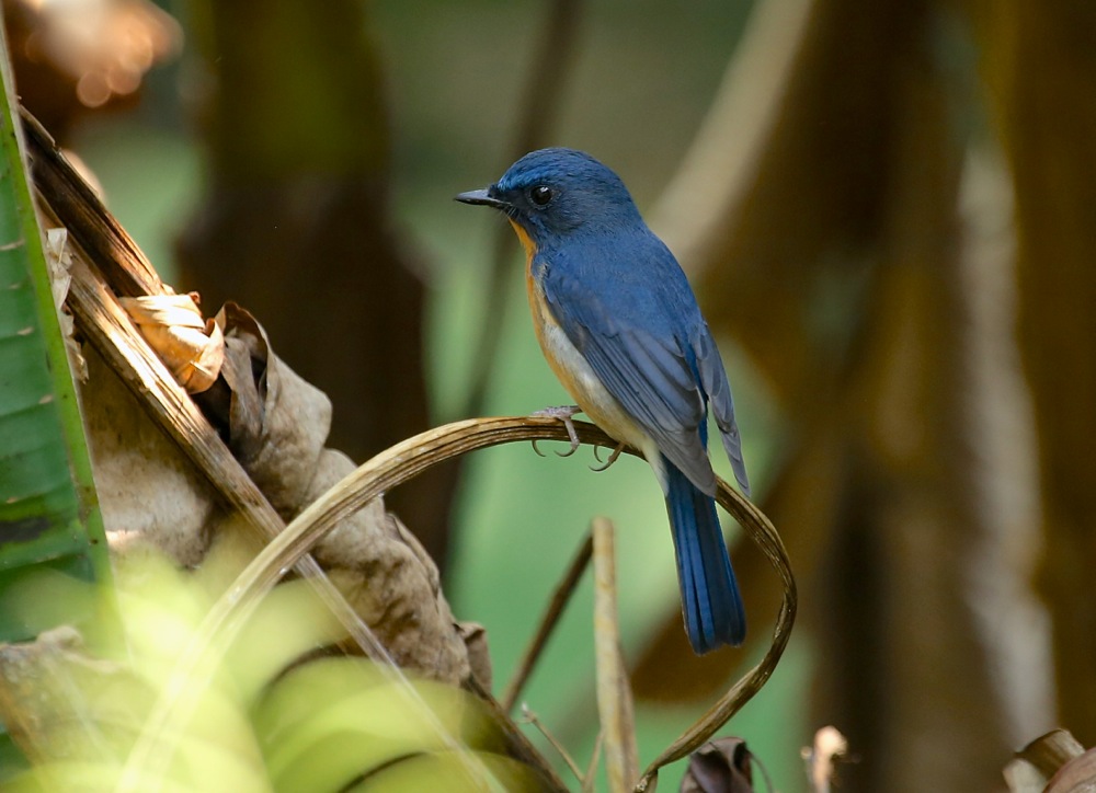 Hill Blue Flycatcher