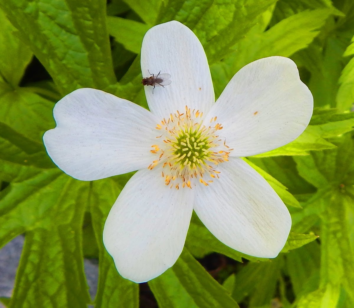 Windflower (Wildflower)