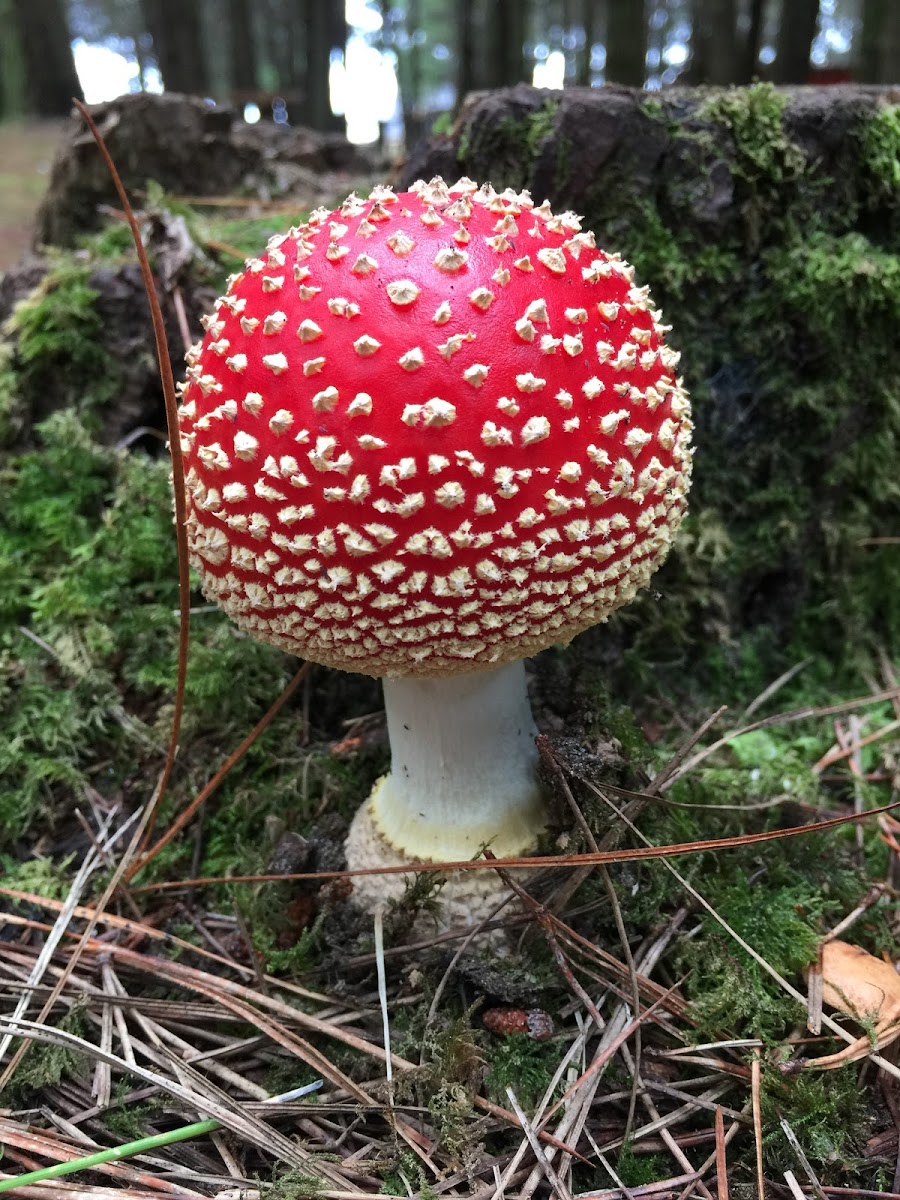 Amanita