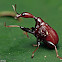 Giraffe Weevil