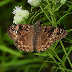 Horace's duskywing