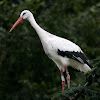 White stork