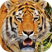 Tiger Sounds  Icon