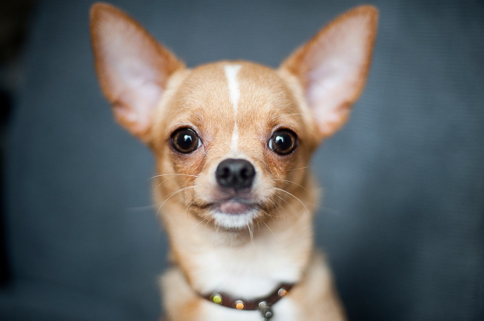 Free photo: Chihuahua, Dog, Portrait, Cute - Free Image on Pixabay ...