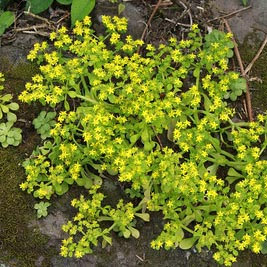 石板菜 臺灣佛甲草 台灣景天-景天科(Crassulaceae)佛甲草屬(Sedum)-龜山島-20160504-賴鵬智攝-5