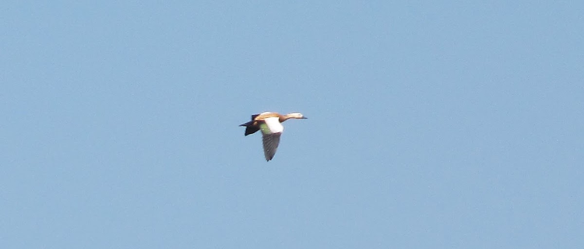 Ruddy Shelduck