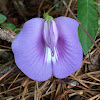 Spurred Butterfly Pea