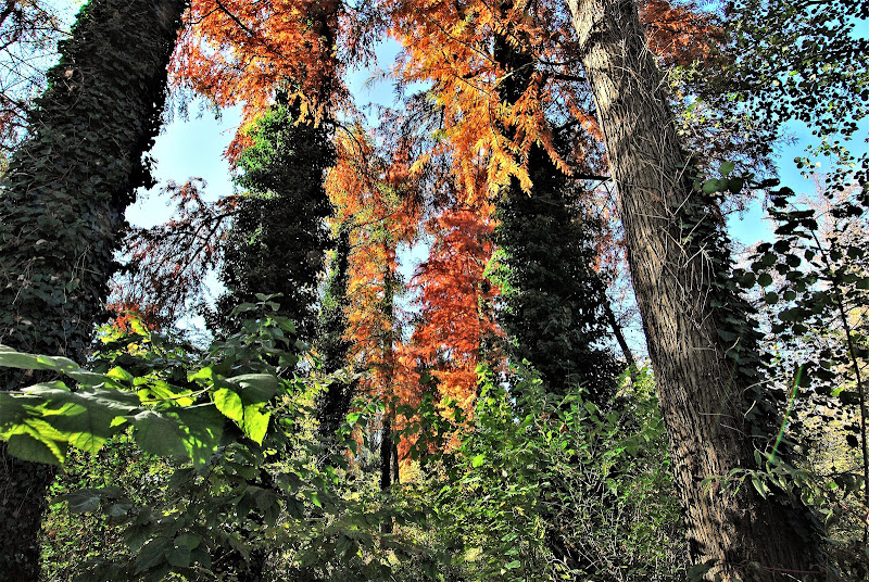 Giardino d'autunno. di Daimon