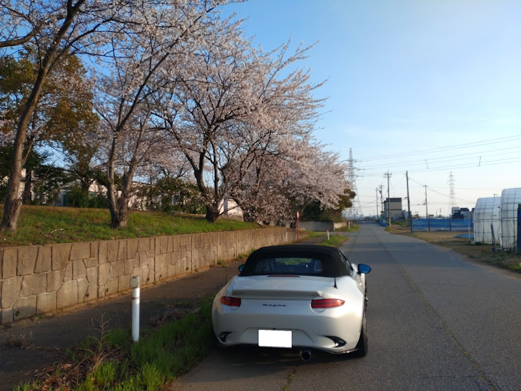 ロードスターの桜が満開🌸に関するカスタム事例の投稿画像2枚目