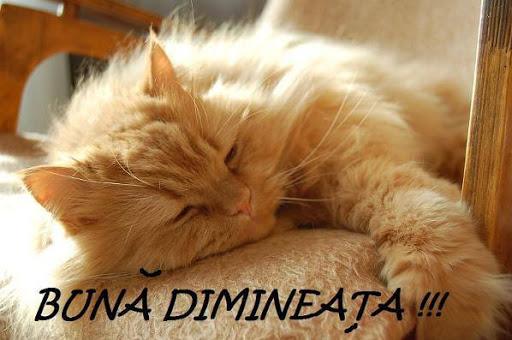✓[Updated] Buna Dimineaţa Imagini app not working (down), white 