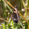 Small Tortoiseshell