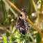 Small Tortoiseshell