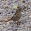 House Sparrow; Gorrión Común