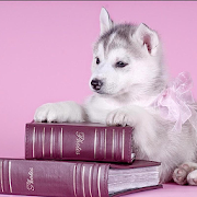 Husky HD Pictures Wallpapers  Icon