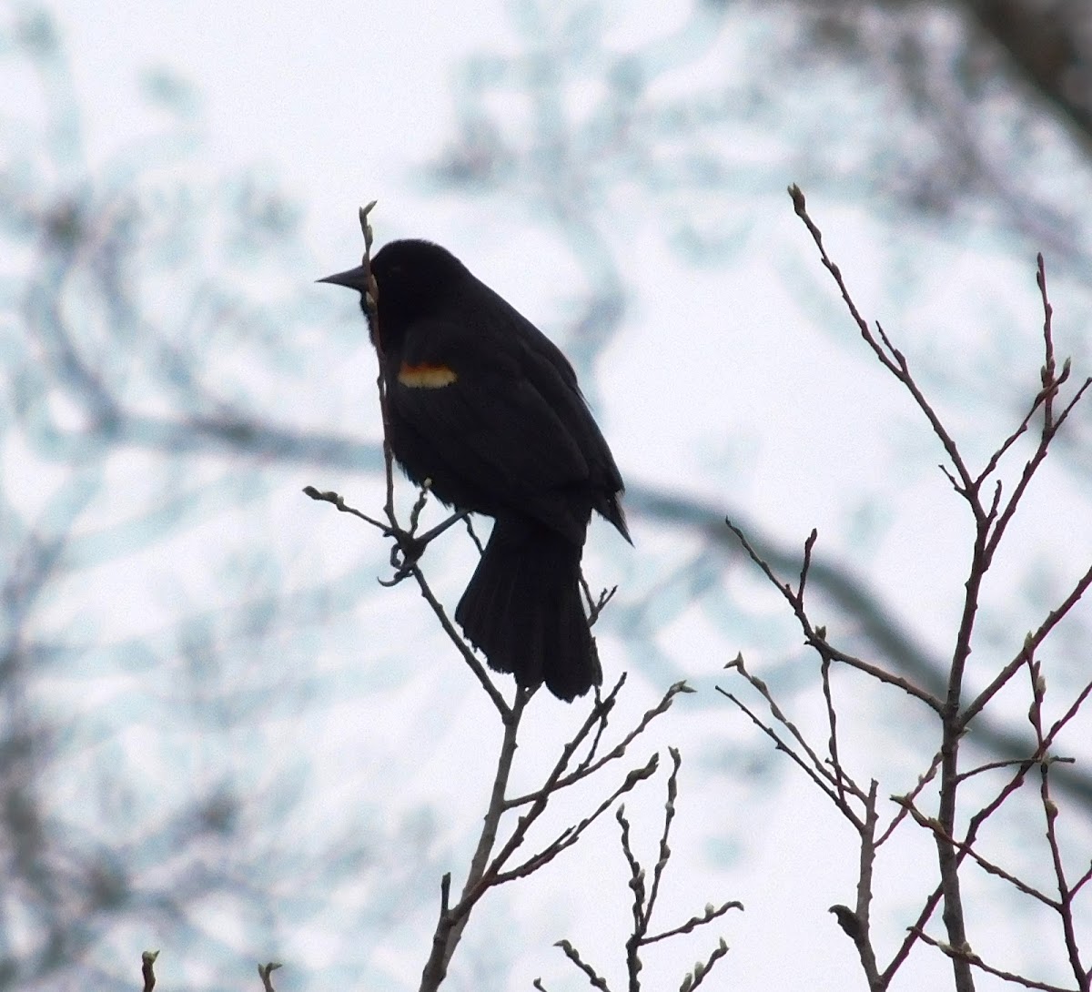 Red Winged Blackbird