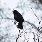 Red Winged Blackbird