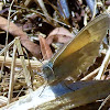 Common Ringlet