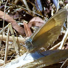 Common Ringlet