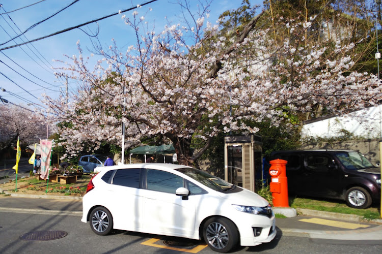 フィットの桜🌸・鎌倉山🌸・今年の桜  2021・下手くそでごめんなさい🙇(*- -)(*_ _)ﾍﾟｺﾘ・鎌倉市に関するカスタム事例の投稿画像1枚目