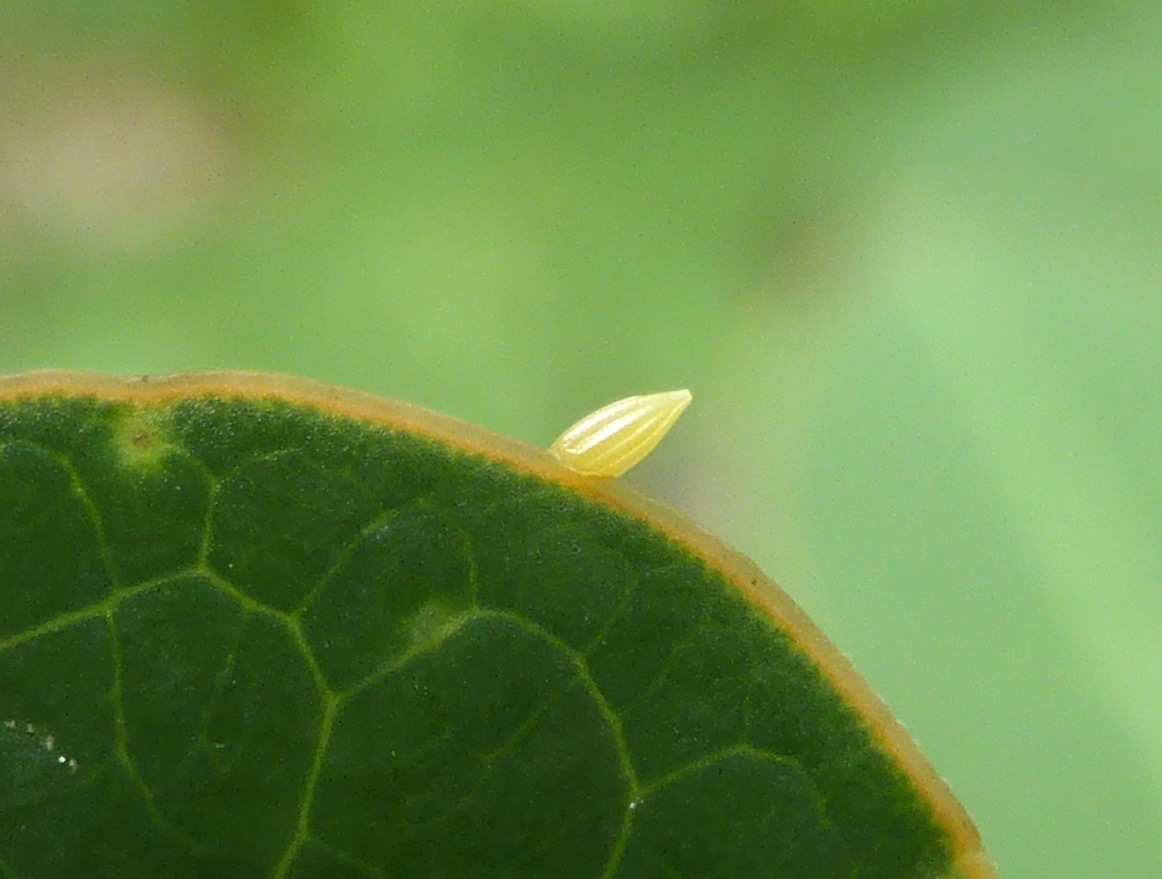 Orange-barred Sulphur Egg