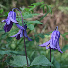 Bush clematis