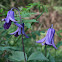 Bush clematis