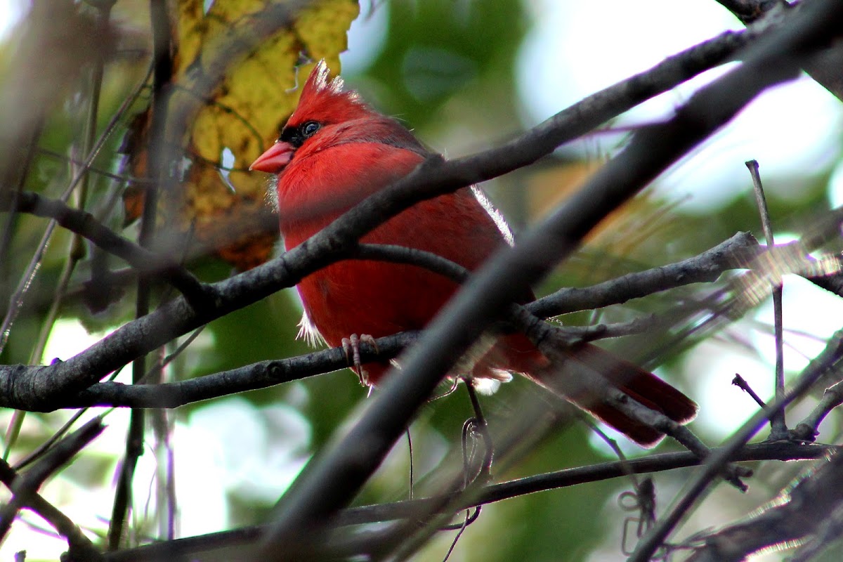 Northern Cardinal