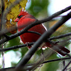 Northern Cardinal