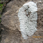 Blue- Gray Crustose Lichen