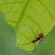 Leafcutter Ant