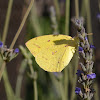 African migrant butterfly (female)