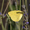 African migrant butterfly (female)