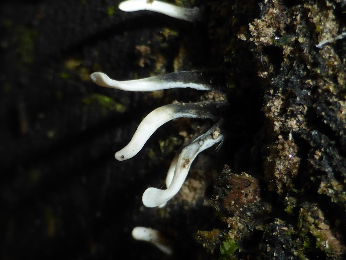 Stag's Horn Fungus