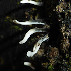 Stag's Horn Fungus