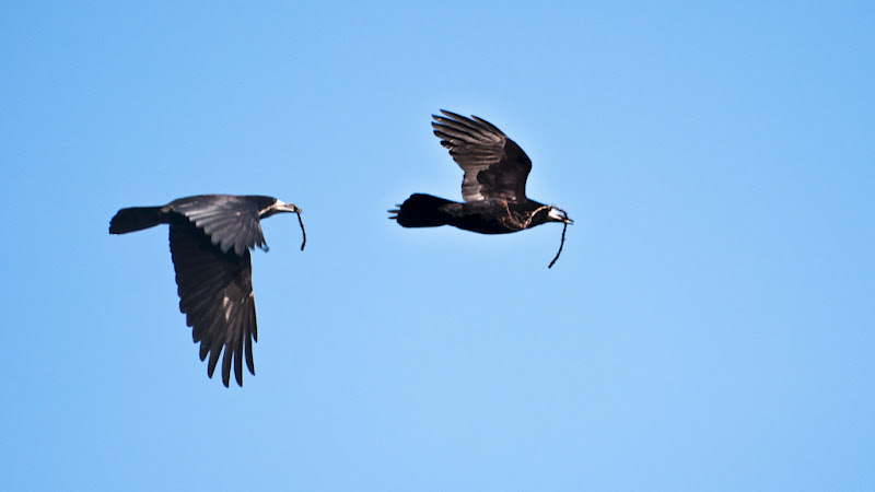 Photo du 12 Mars 2011 20110310_01_oiseau_noir_ciel_DSC9414-9416