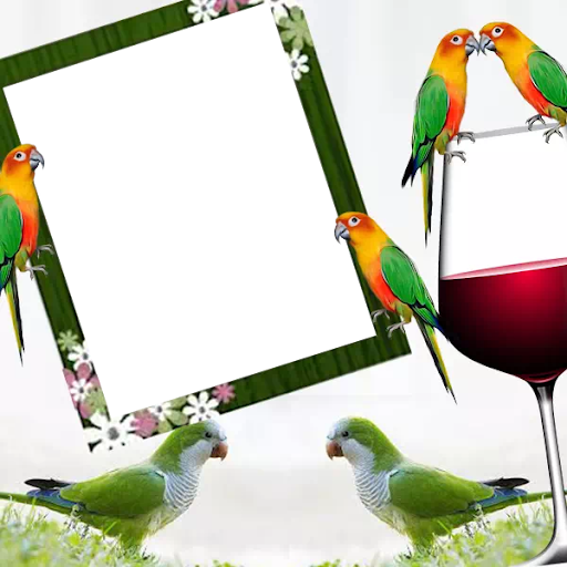 Parrot Photo Frames