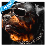 Rottweiler Wallpapers Images  Icon