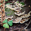 Turkey Tail fungus