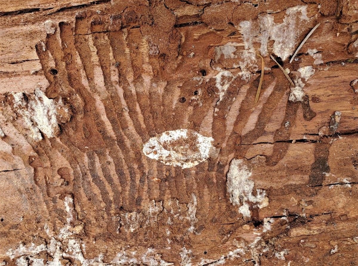 Fir Engraver Beetle tracks