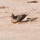 Crested Lark