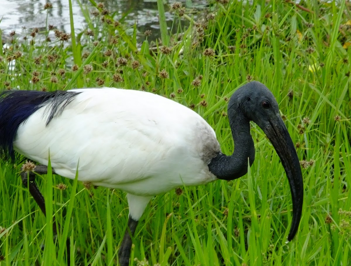 Sacred Ibis