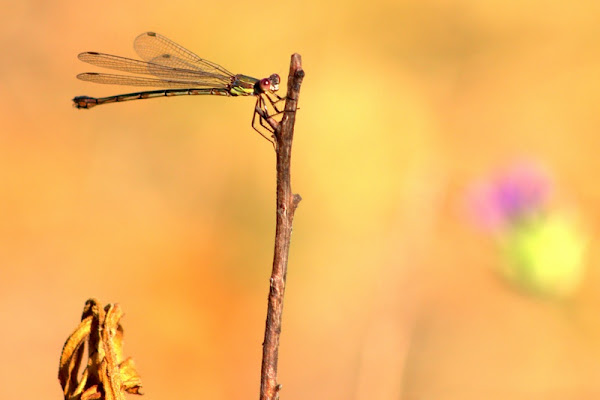 Libellula di michela 72