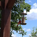 Northern Cardinal