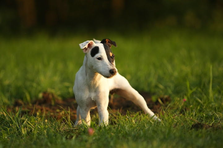 Parson russell terrier - Page 2 MP_Parson%20%2836%29